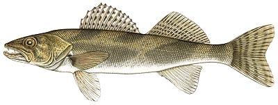 Sauger