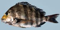 Sheepshead