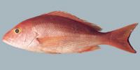 Silk Snapper