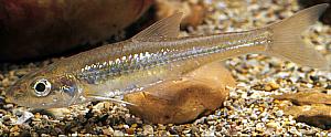 Silver Jaw Minnow