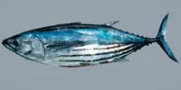 Skipjack Tuna