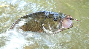 Smallmouth Bass