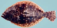 Southern Flounder