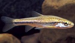 Southern Redbelly Dace