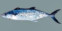 Spanish Mackerel