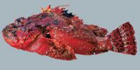 Spotted Scorpionfish