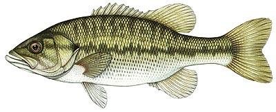 Spotted Bass