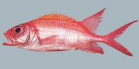 Squirrelfish