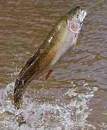 Steelhead Trout