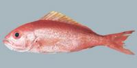 Vermilion Snapper