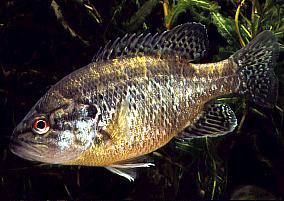 Warmouth Sunfish