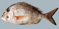 Whitebone Porgy