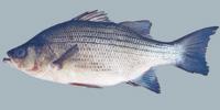 White Bass