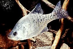 White Crappie