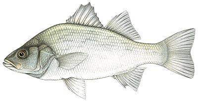 White Perch