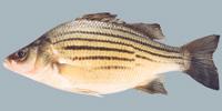 Yellow Bass