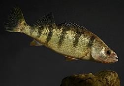 Yellow Perch