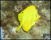 Yellow Tang