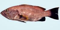 Yellowedge Grouper