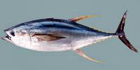 Yellowfin Tuna