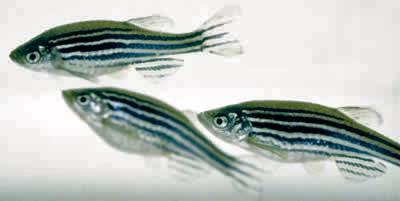 Zebrafish